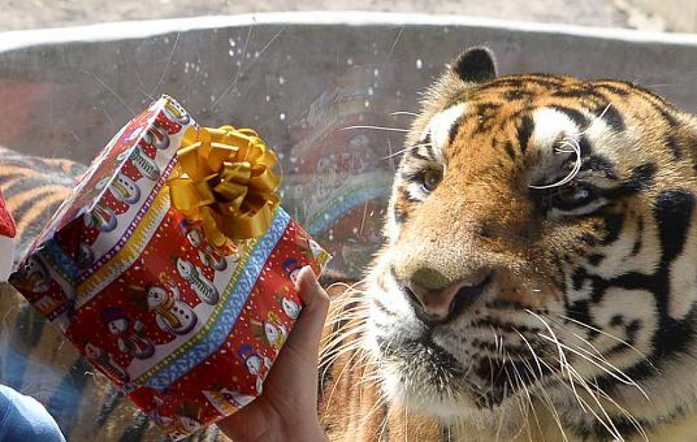 Christmas in the zoo