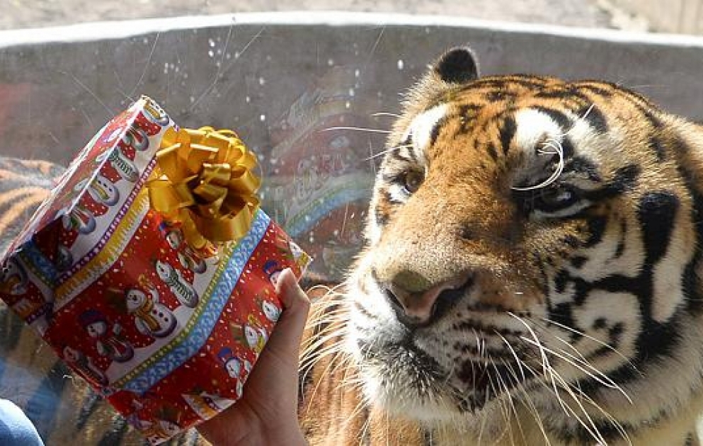 Noël au zoo