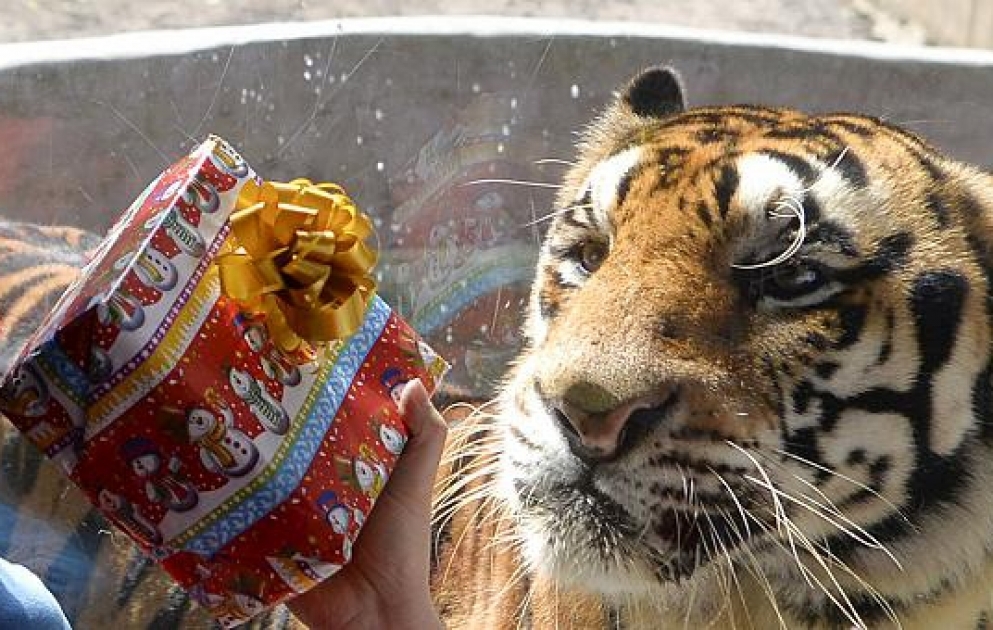Weihnachten für die Tiere im Zoo