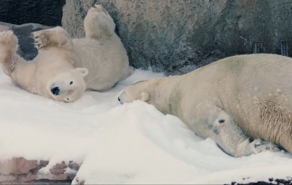 San-Dieqo: zooparka 26 ton qar gətirildi, ağ ayılar ağ günə çıxdı