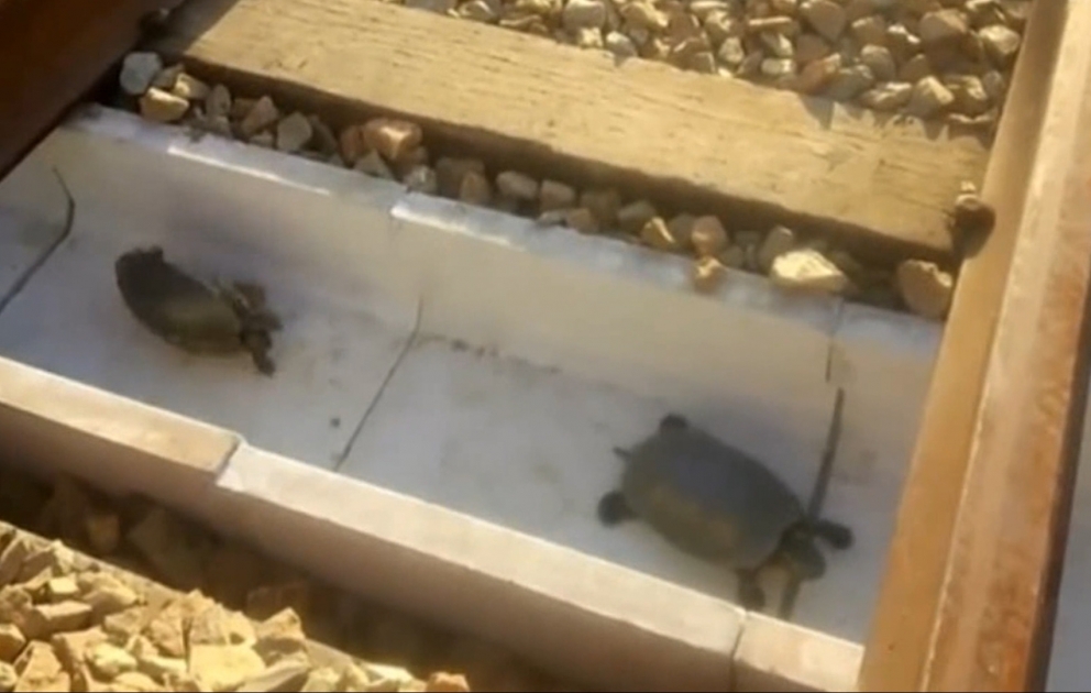 Yaponiyada tısbağalar üçün tunellər tikilir