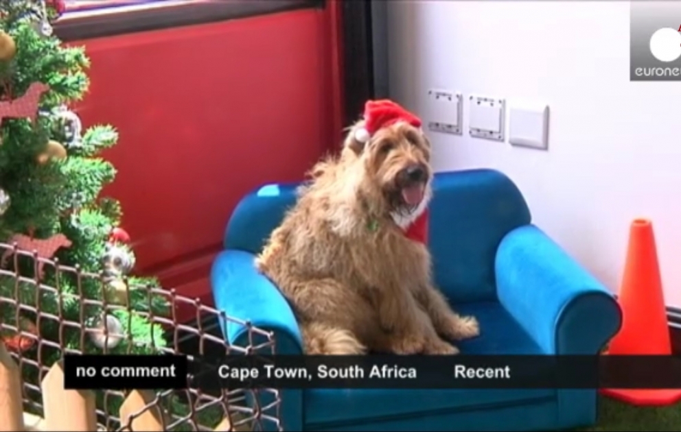 Hôtel 5 étoiles pour chiens