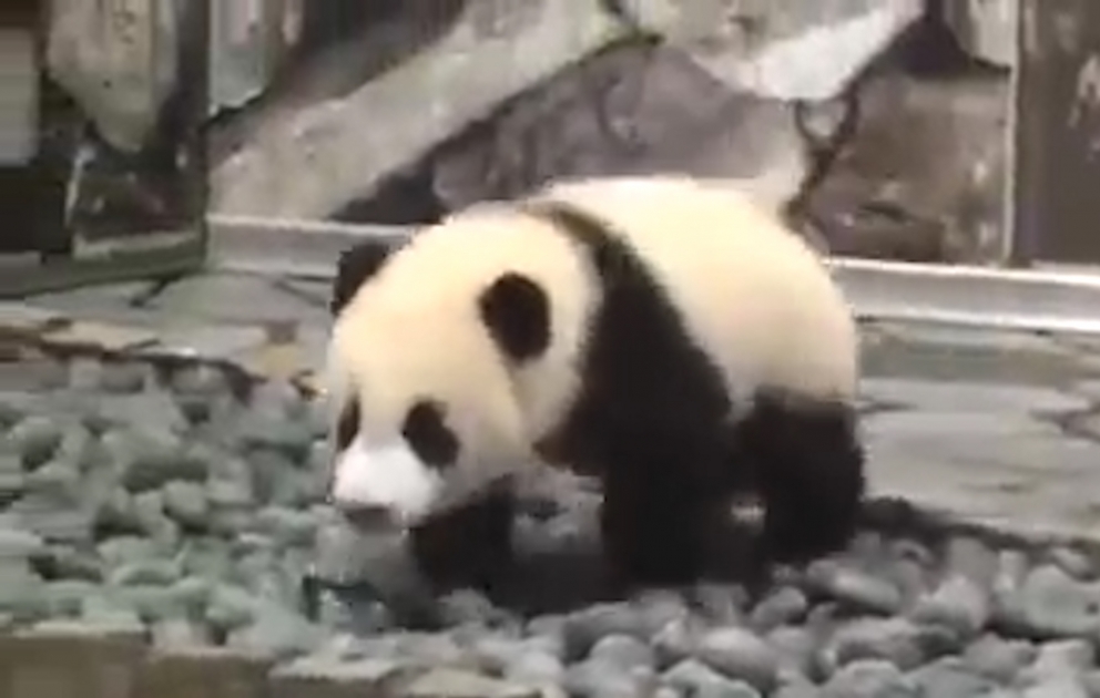 Panda: Mən oynamaq istəyirəm
