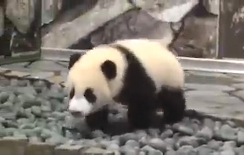 Panda: Ich will spielen