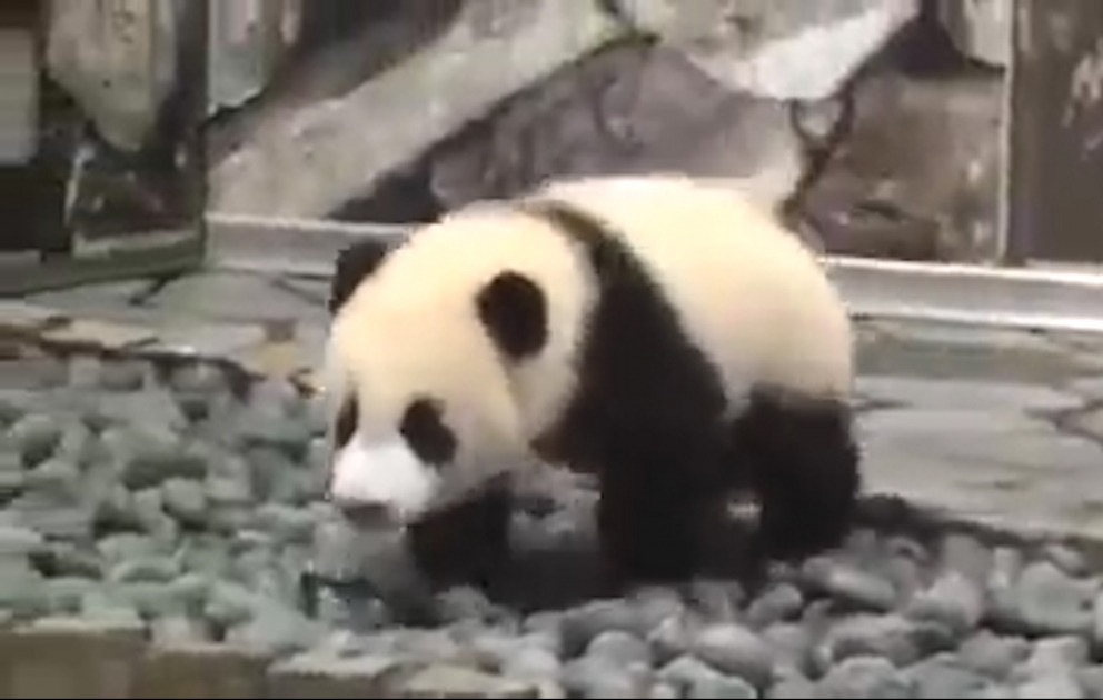 Panda: I want to play