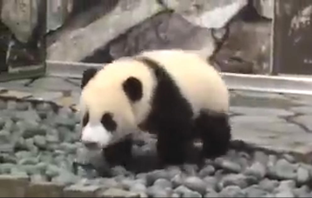 Un panda qui veut jouer
