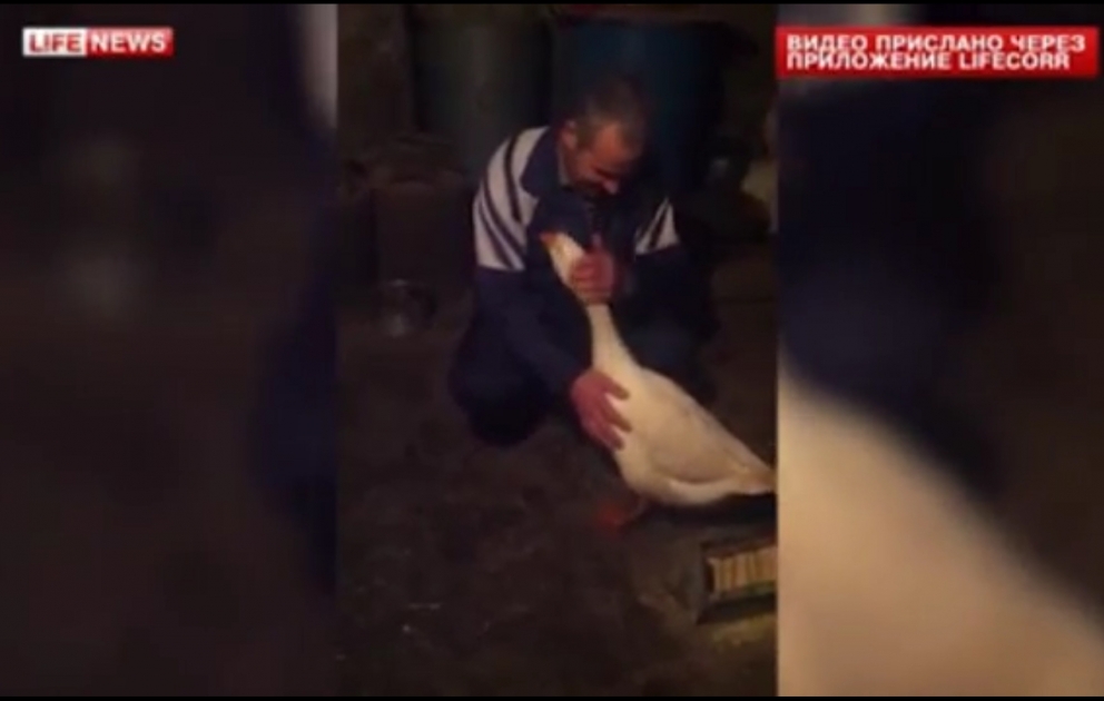 Sahibi onu Yeni İl süfrəsi üçün kəsməsin deyə qaz görün neylədi