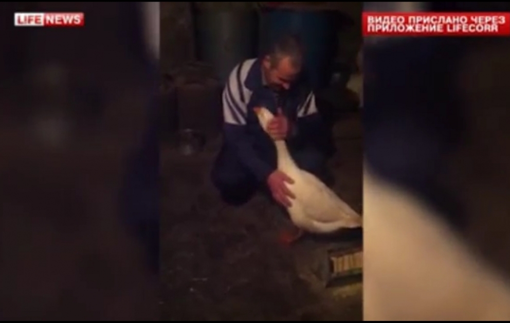 В Дагестане гусь избежал новогоднего стола, умилив хозяев обнимашками