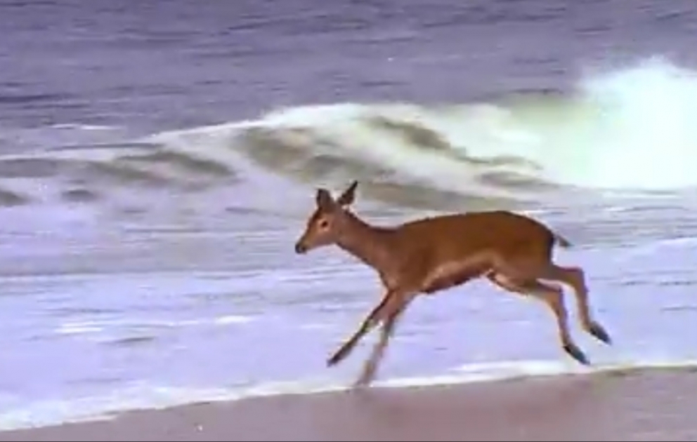A deer’s reaction to seeing the ocean for the first time is