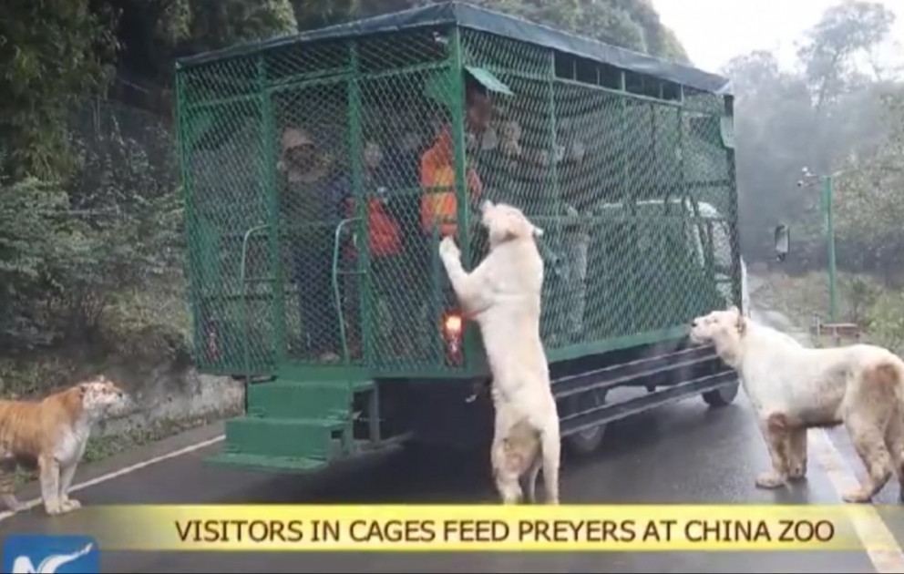Çin: zoopark ziyarətçiləri vəhşi heyvanları özləri yemləyir