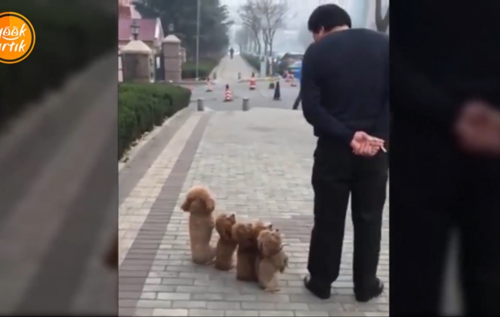 Les petits chiens intélligents