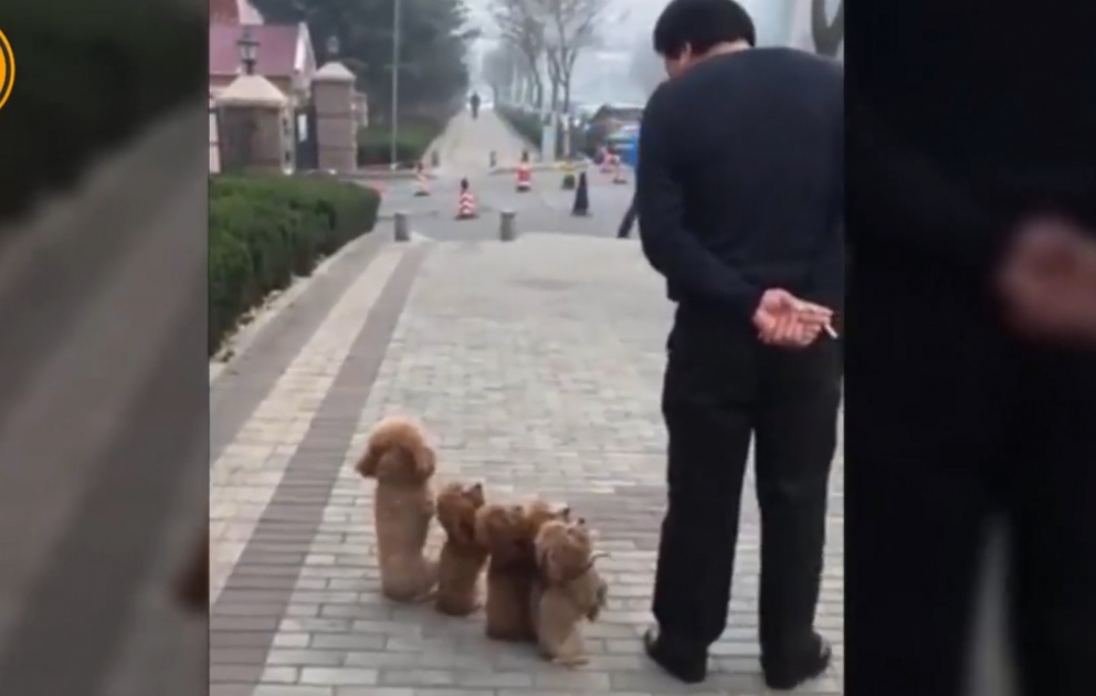 Smart dogs