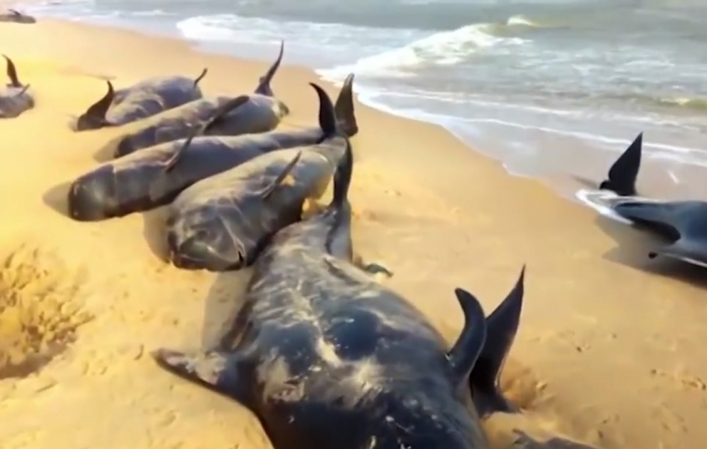 More than 100 whales mysteriously washed up on a beach this week in the port town of Tuticorin in southeastern India