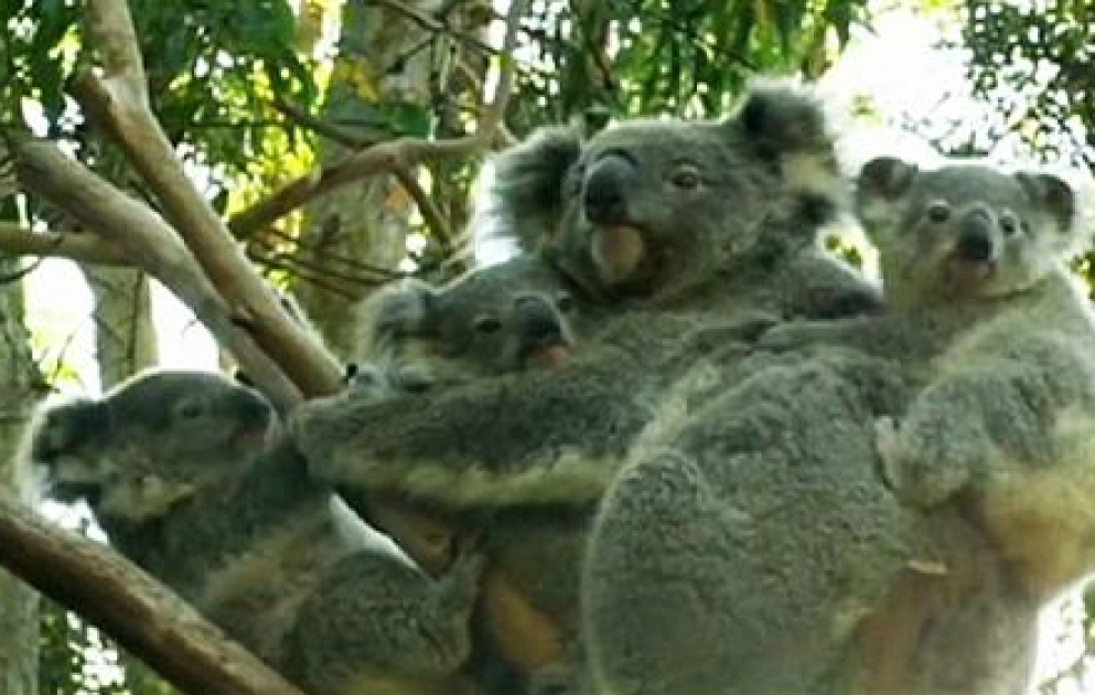 Koala bears one cub, adopts two