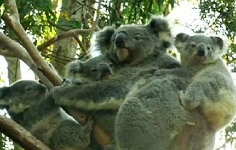 Famille recomposée chez les koalas
