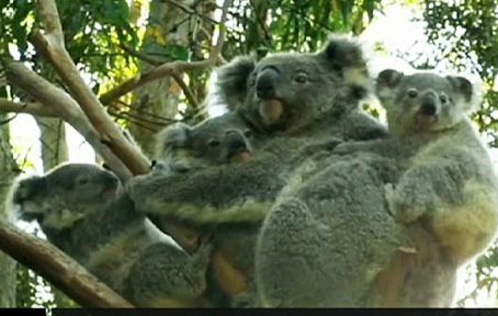 Koala adoptiert Koala-Kinder