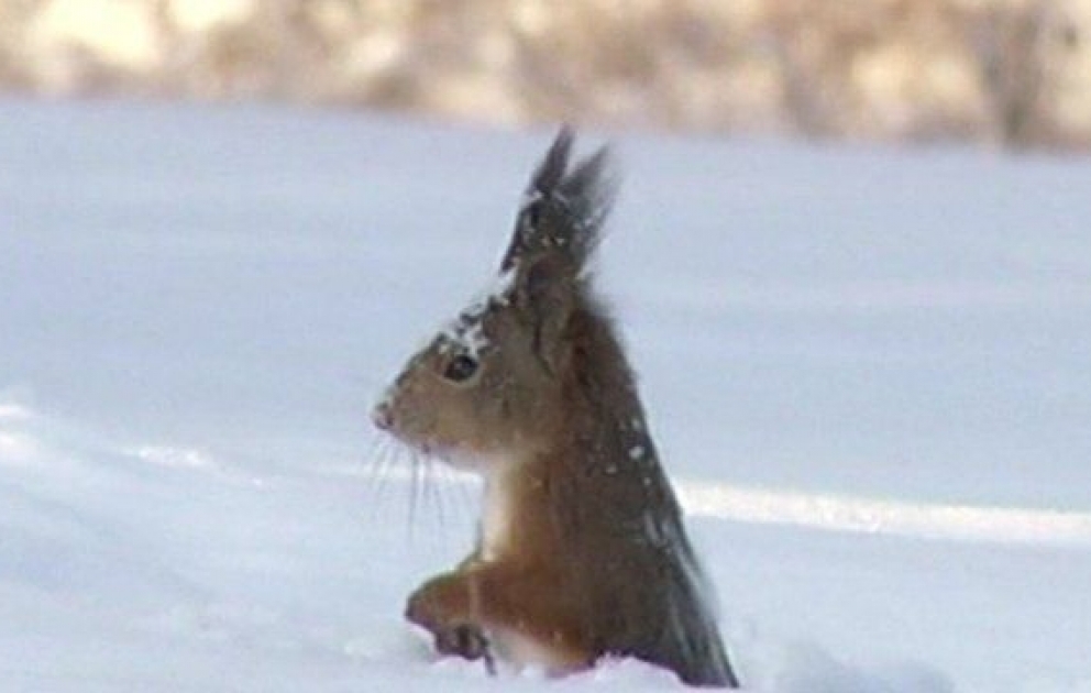 Squirrel goes diving in the snow