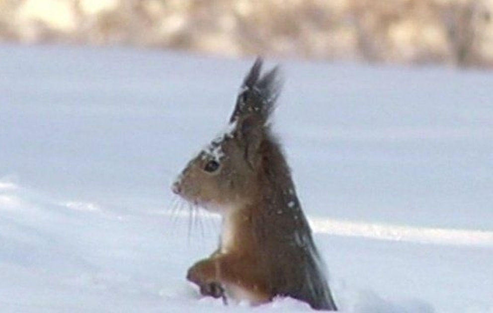 “Schneetaucher” in rotem Pelz
