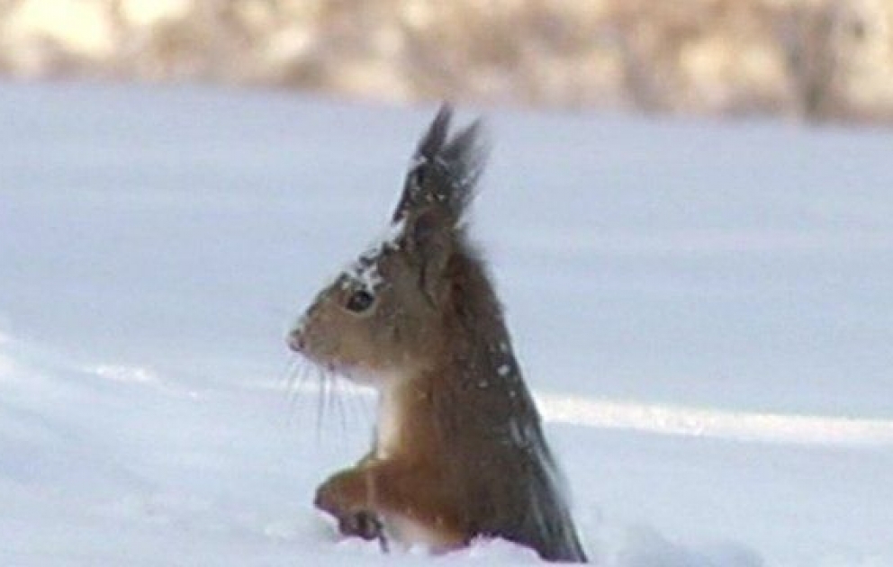 Cet écureuil ne manque pas d’air, ni de neige