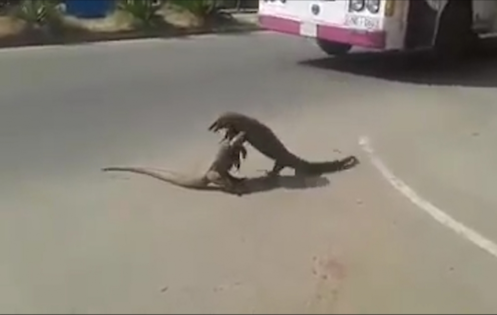 Epic Iguana battle caught