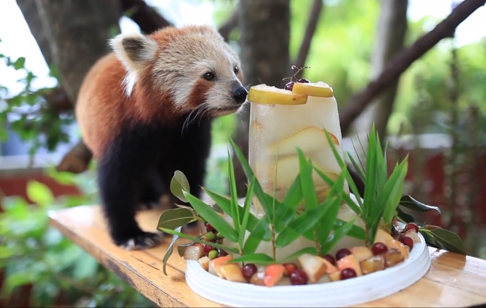 Qırmızı panda 16 yaşını təlimçisi ilə belə qeyd etdi