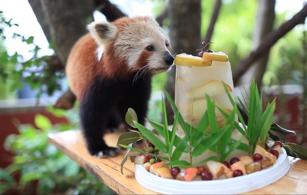 Chori, the red panda, celebrates her 16th Birthday in style