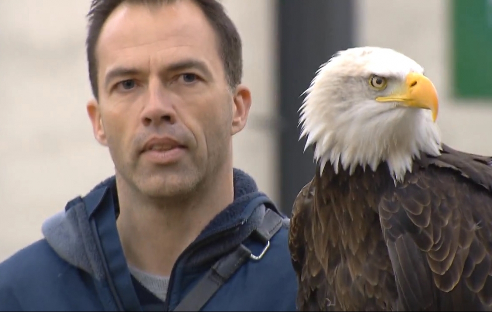 Les Pays-Bas dressent des aigles pour capturer des drones
