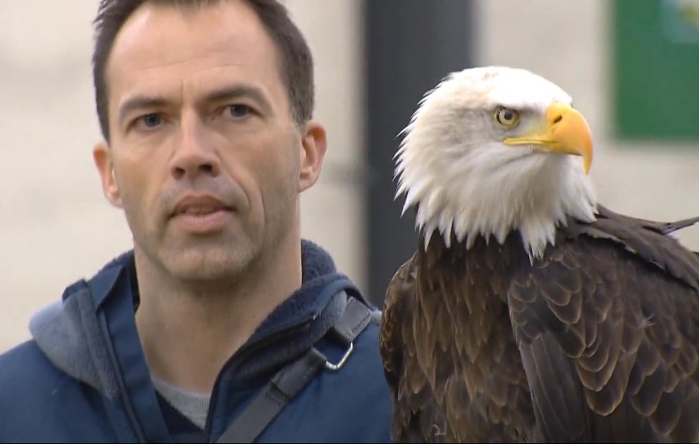 Dutch police training eagles to take down drones