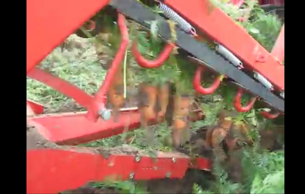 Harvesting carrot
