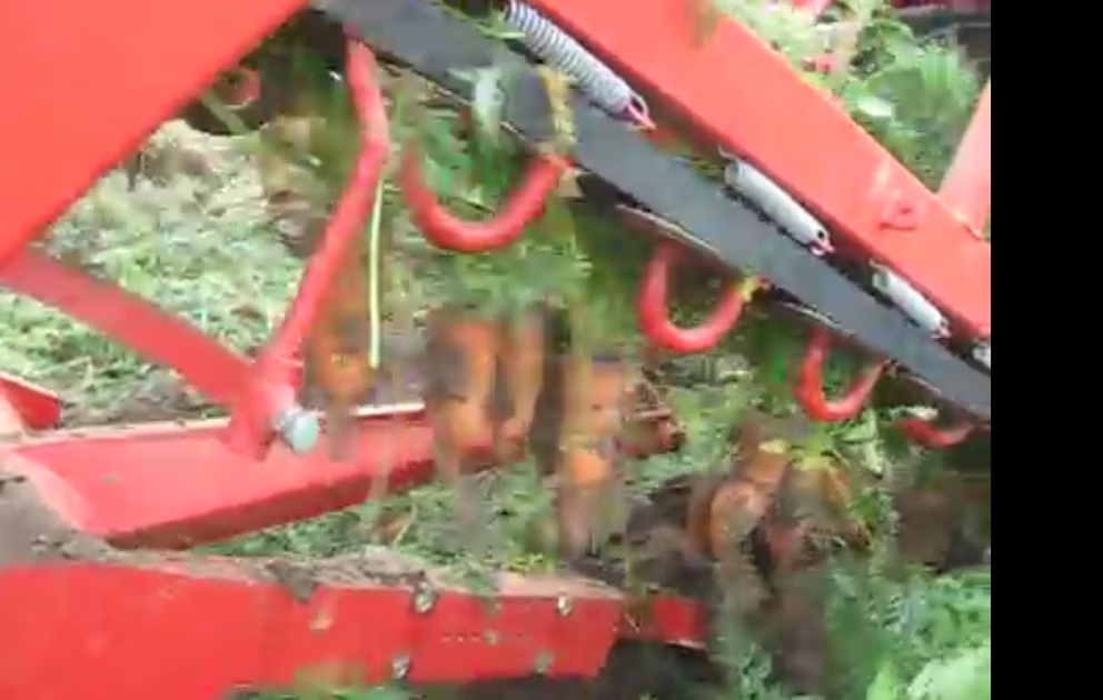 Récolte de carottes