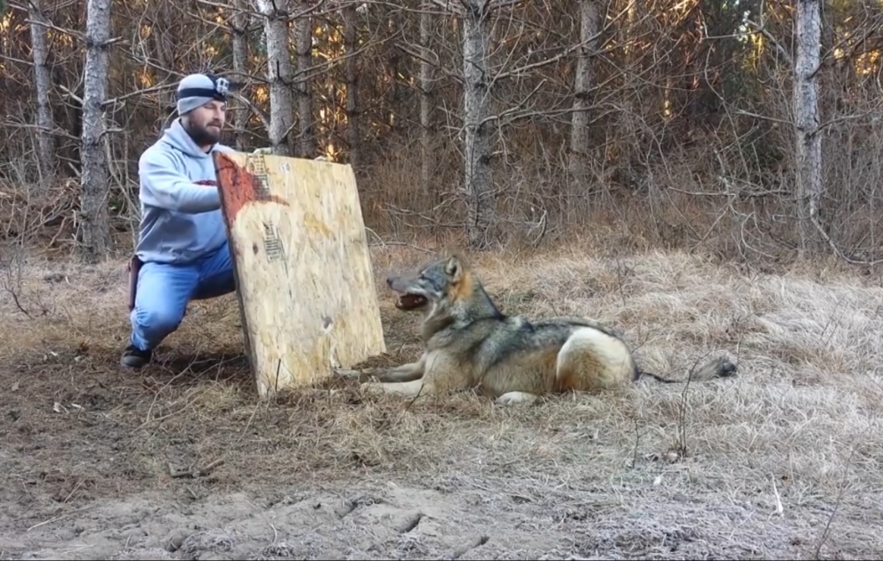 Спасение волка из ловушки