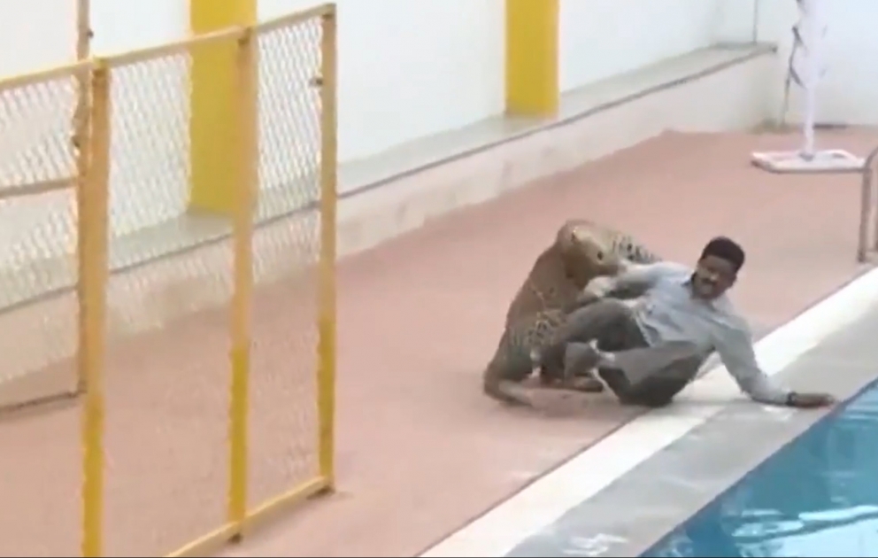 Hindistanda leopard məktəbə girib - 6 nəfər yaralanıb