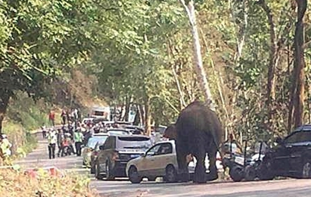Çində fil turistlərin avtomobillərini əzdi