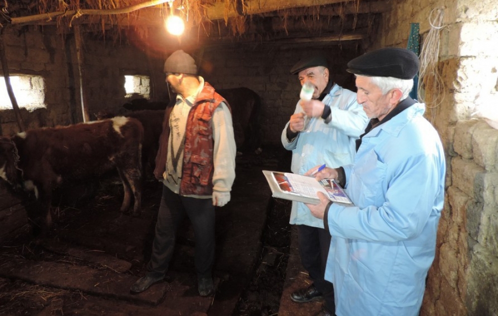 Xaçmazda mal-qara qarayara qarşı peyvənd olunur