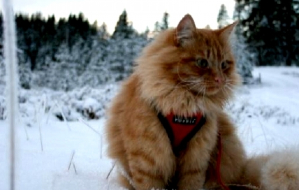 Norwegian adventure cat