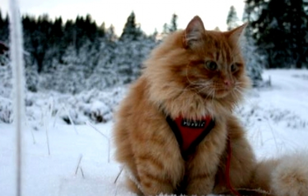 Jasper, le chat baroudeur