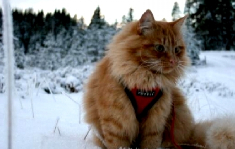 Norwegischer Katzenstar