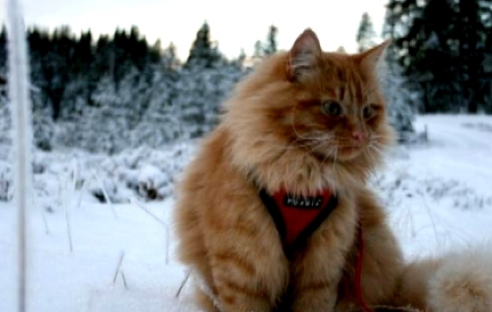 Норвежский кот-звезда, который живет по-собачьи