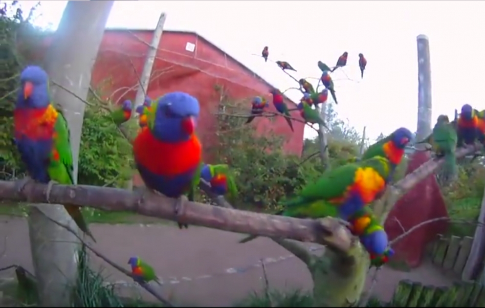 Des perroquets colorés