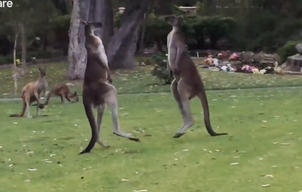 Kangaroo fight