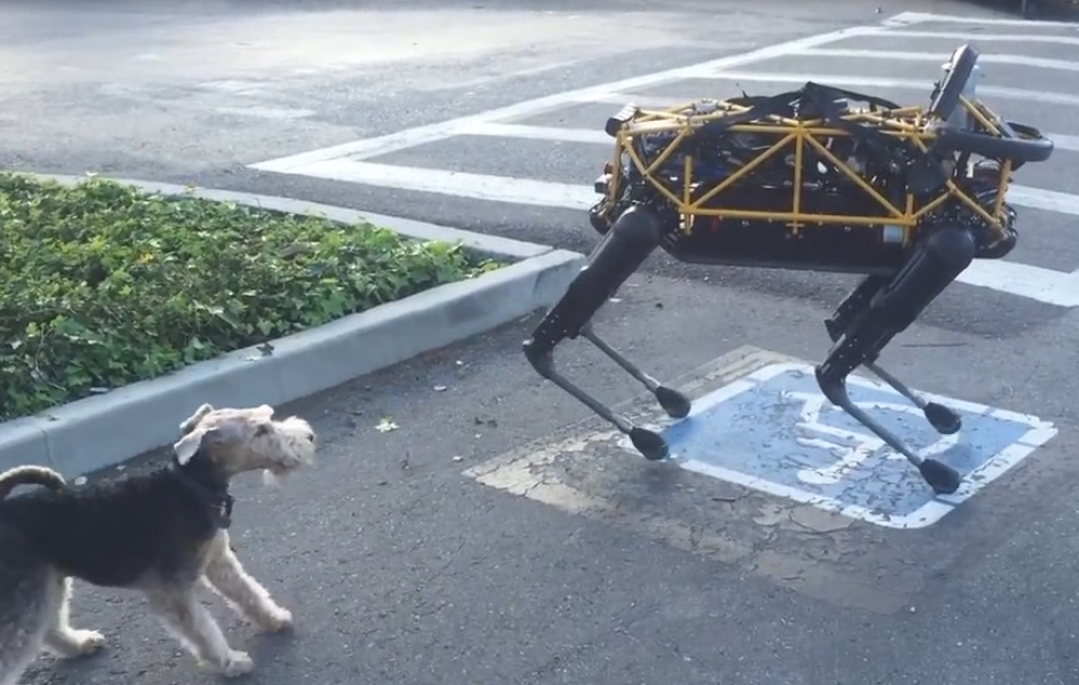Robot köpək və canlı itin qarşıdurması
