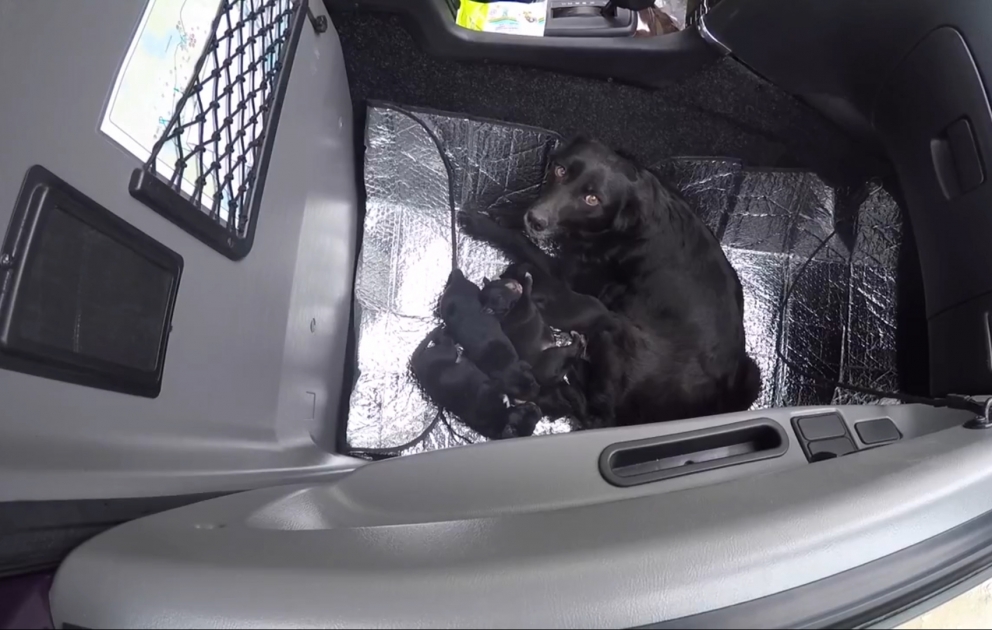 Dog and its puppies rescued from dustbin
