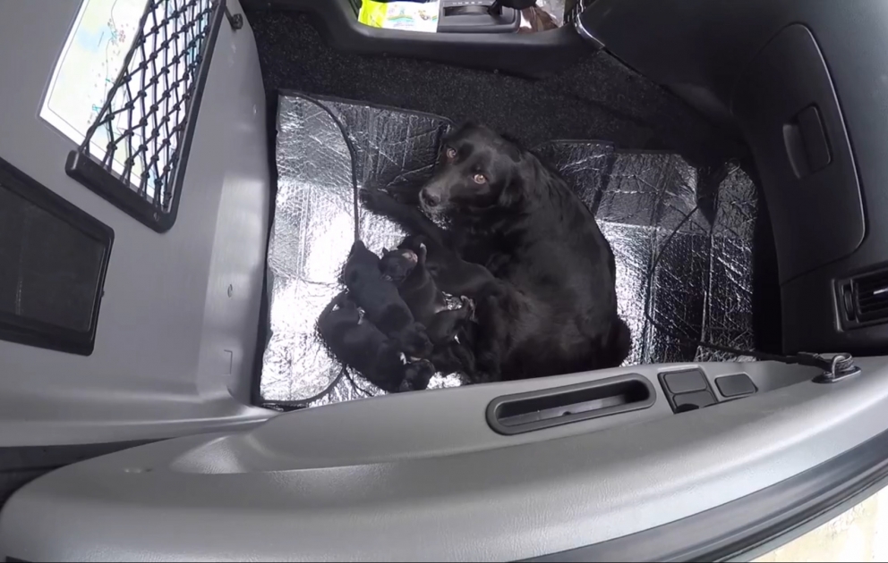 Sauvetage d'un chien et de ses bébés d'une décharge