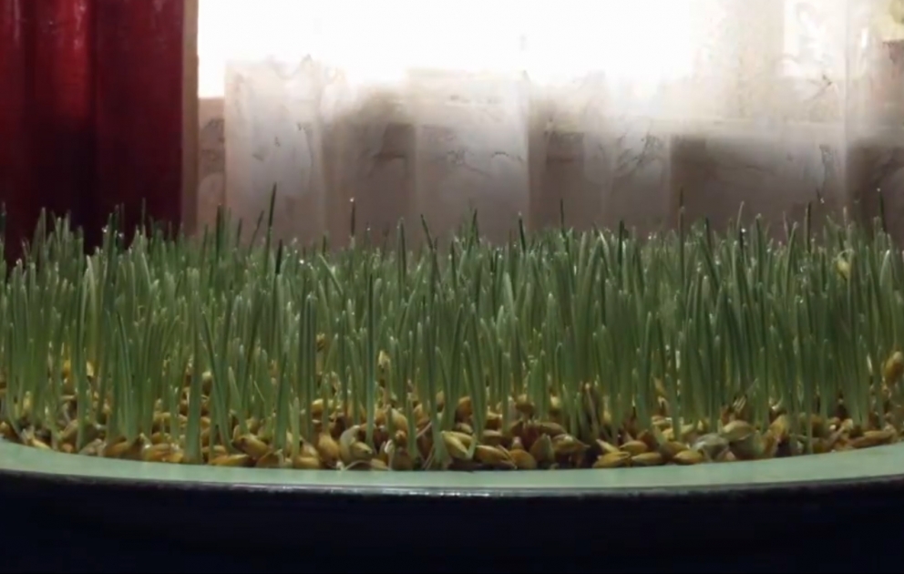 Samani grows in a minute