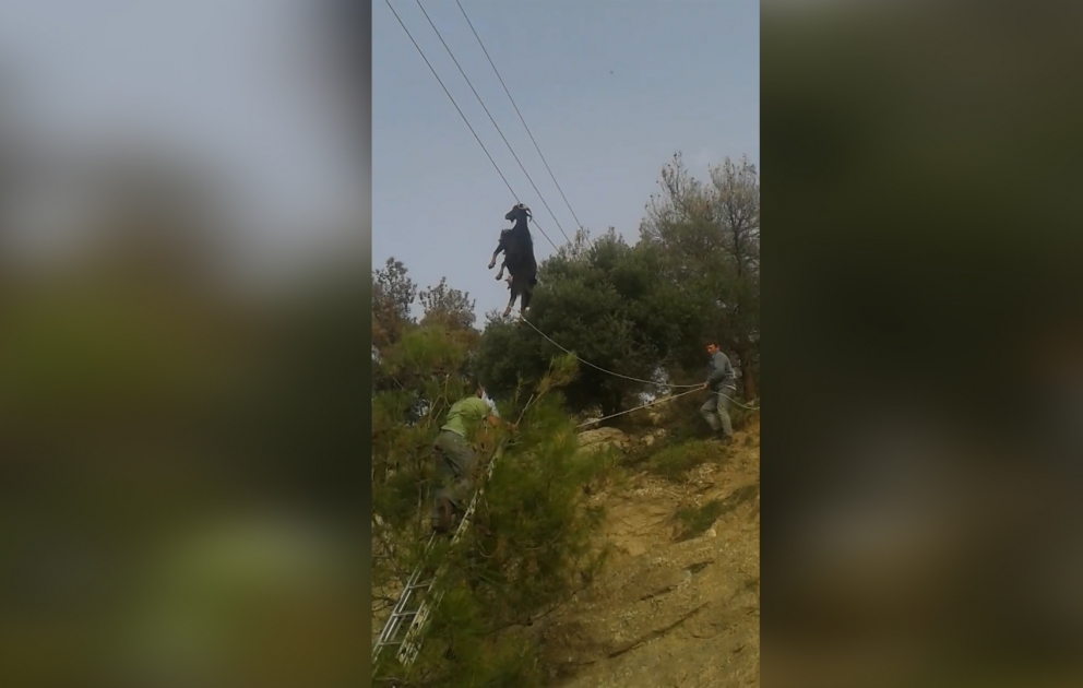 Afinada keçini elektrik naqilindən belə xilas etdilər