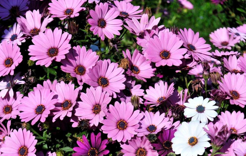 Spring in AZERTAC photos
