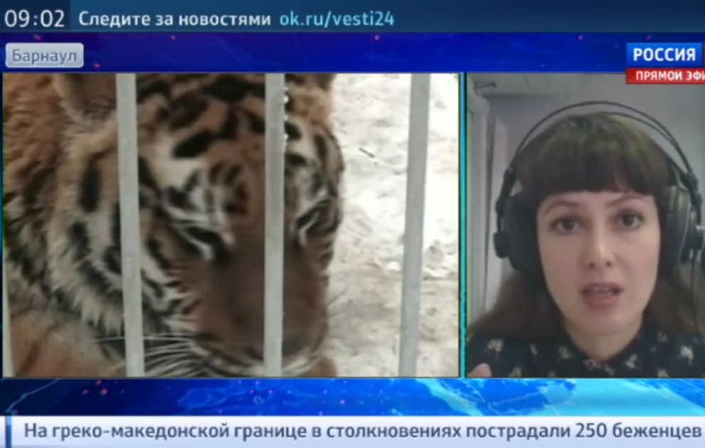 В Барнауле тигр ранил юную любительницу селфи