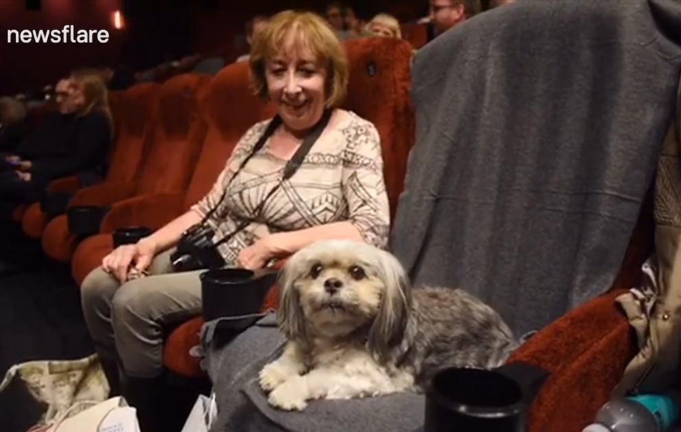 İtlər üçün kino günü