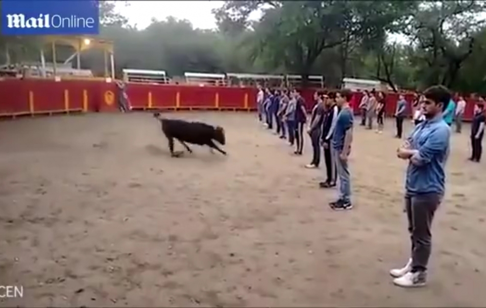 Öküzlər səbəbsiz yerə insana hücum etmir