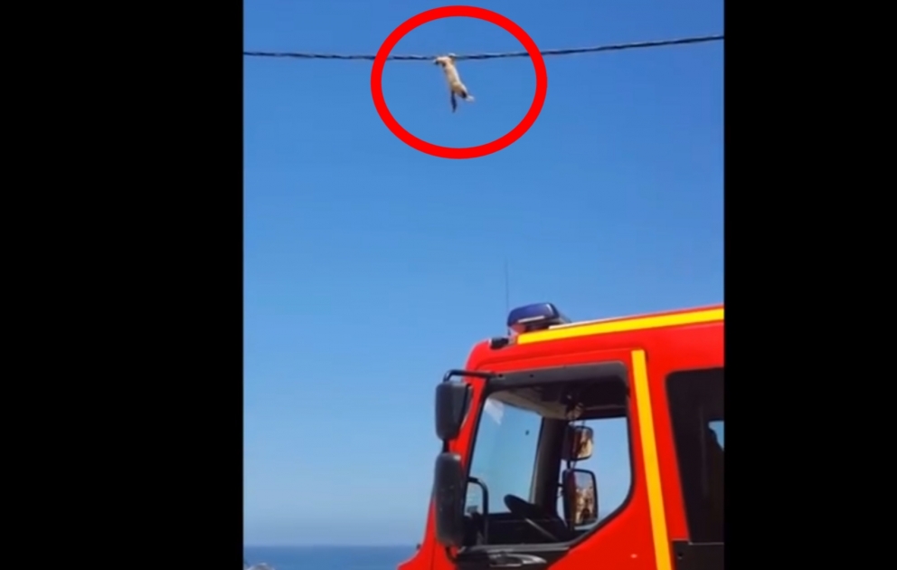 Elektrik naqilinə dırmaşan pişik belə xilas edildi